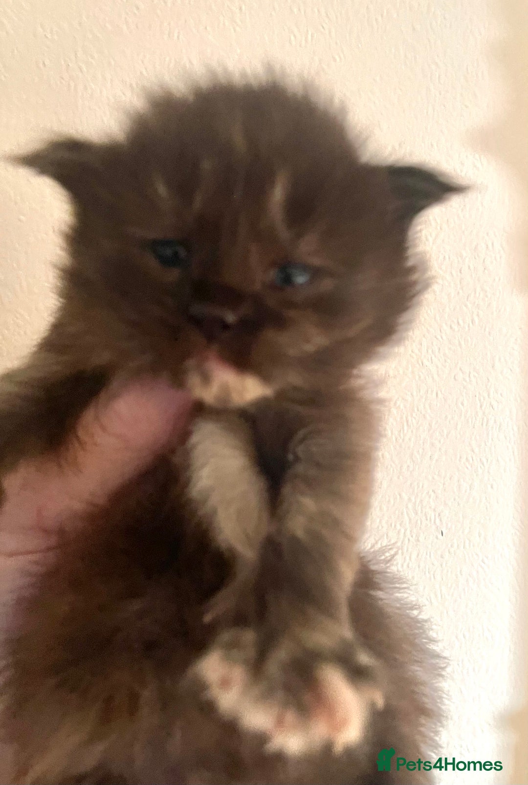 Maine Coon cats for sale: Tica Registered  Maine Coons  - Advert 10