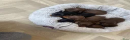 Miniature Dachshund dogs for sale: Beautiful Mini Dachshund Puppies 🐶🐾 - Advert 4