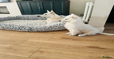 White Swiss Shepherd dogs in Warrington - Advert 9