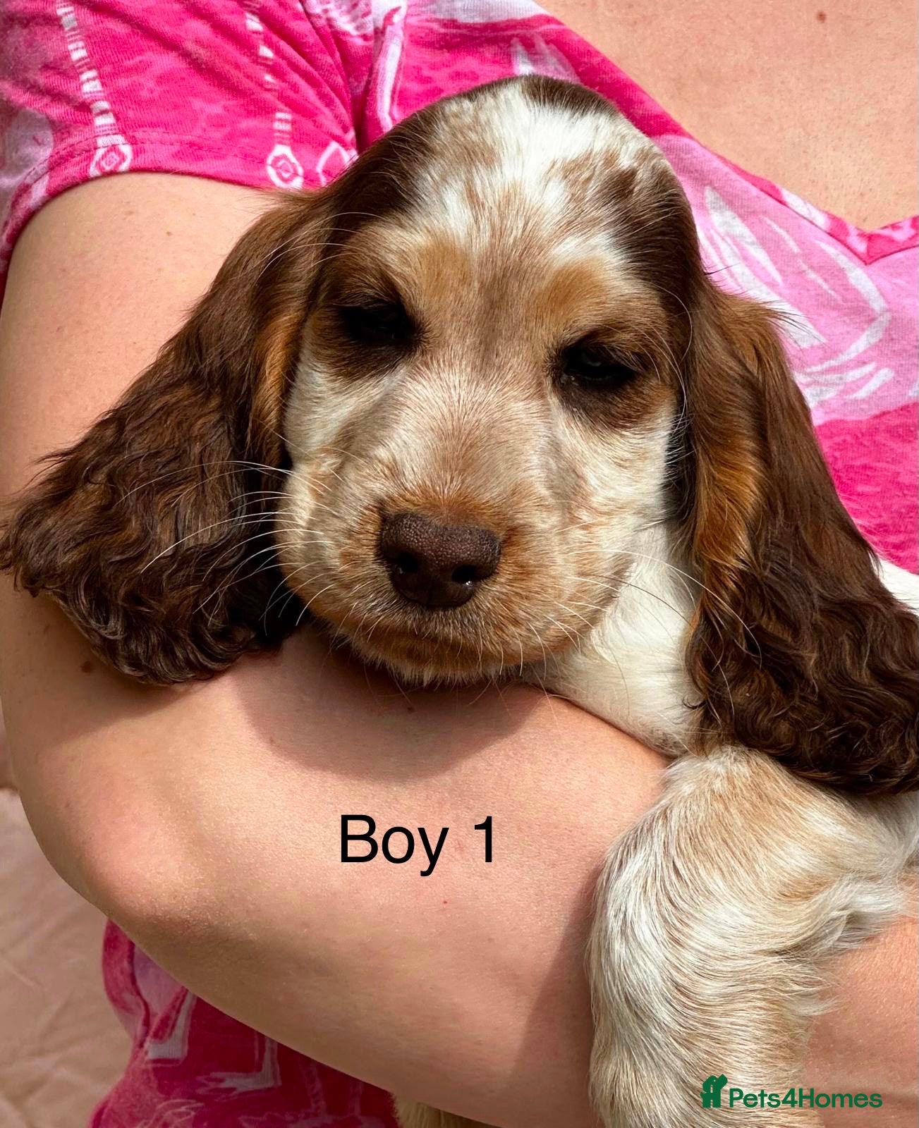 Cocker Spaniel dogs KC registered show type cocker spaniels  - Advert 2