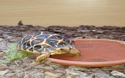 Tortoise reptiles for sale: INDIAN STAR YOUNSTERS UK BRED JULY 2024 - Image 5