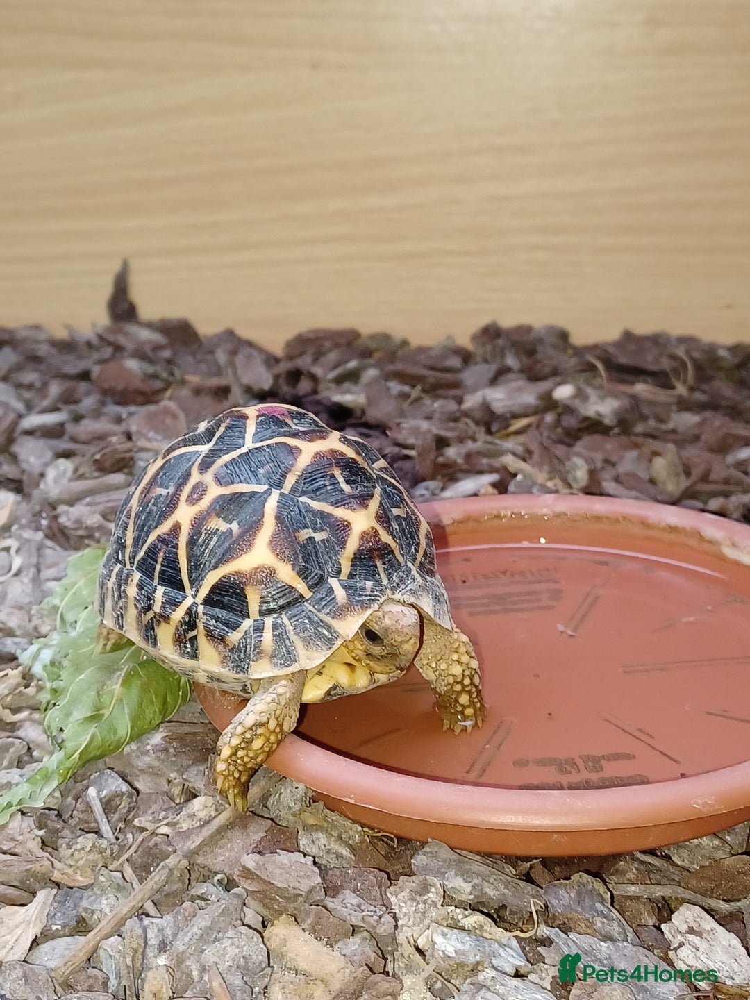 Tortoise reptiles for sale: INDIAN STAR YOUNSTERS UK BRED JULY 2024 - Image 5