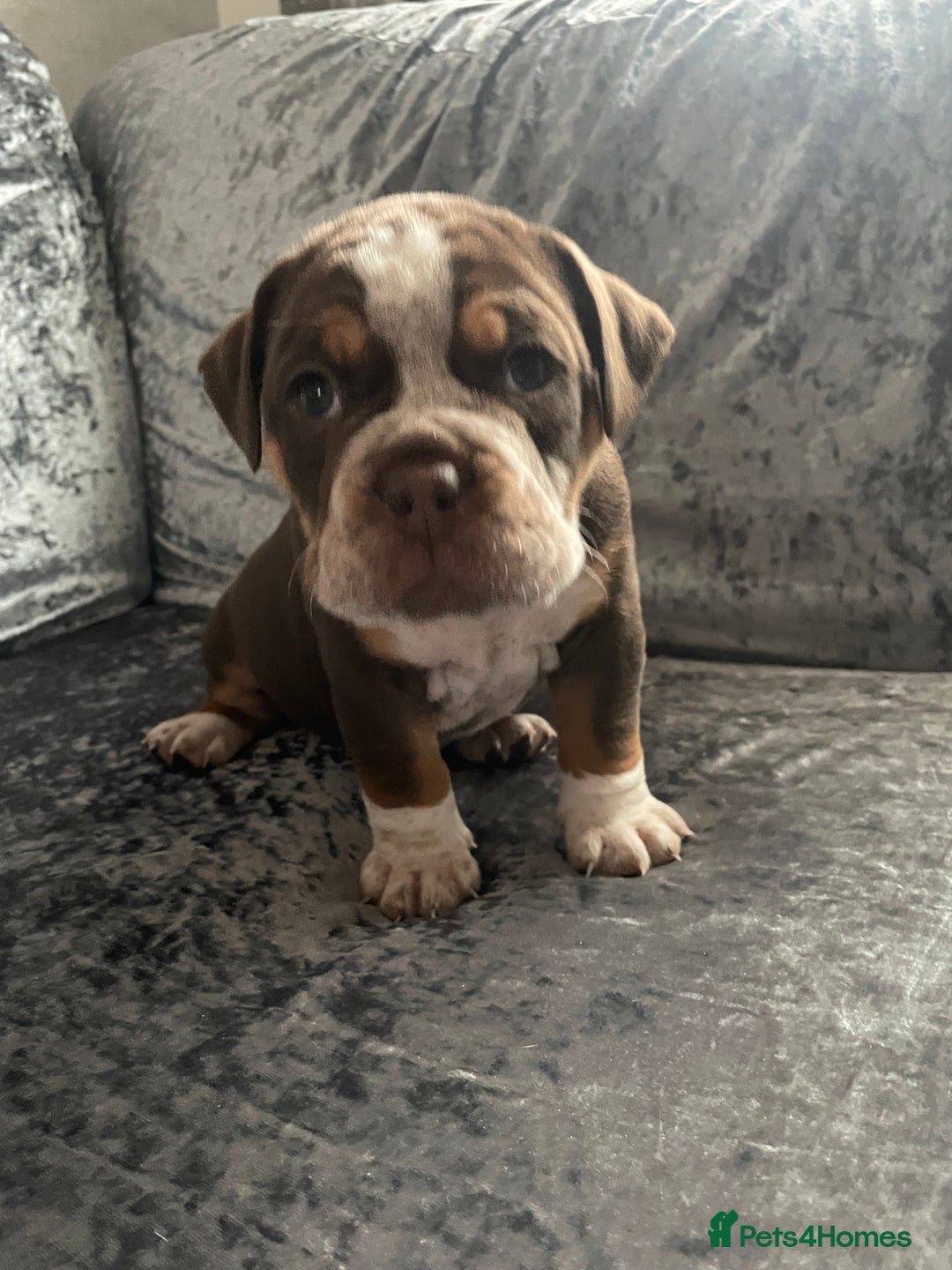Olde English Bulldogge dogs for sale: NEBBR registered Olde English bulldogge puppies - Advert 19