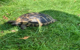 Hermann Tortoise reptiles for sale: Female hermanns tortoise - Image 1