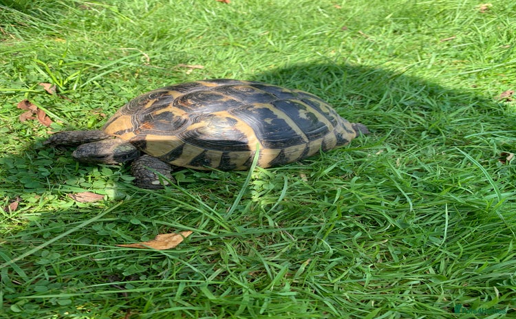 Hermann Tortoise reptiles - Advert 2