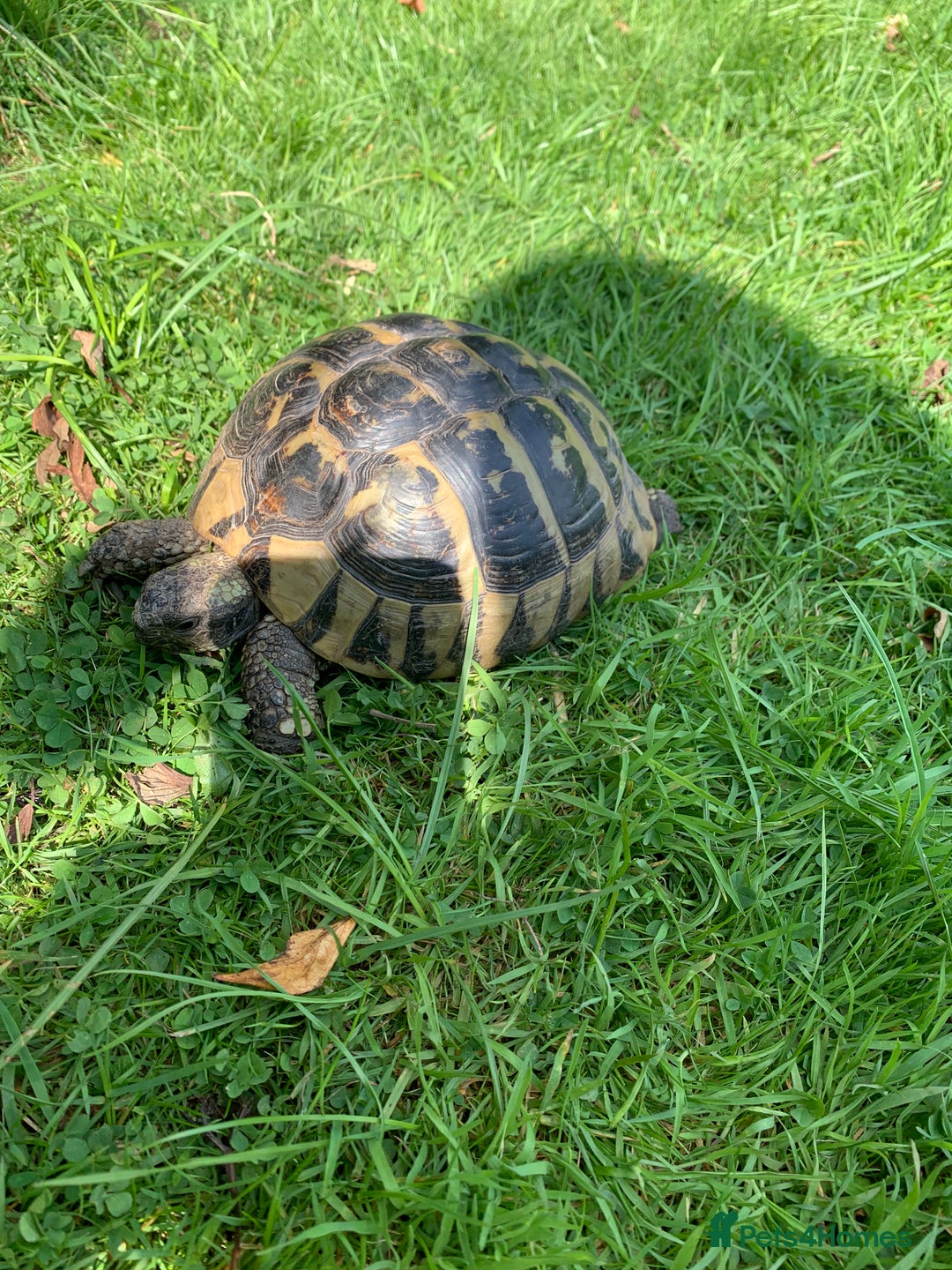 Hermann Tortoise reptiles for sale: Female hermanns tortoise - Image 1