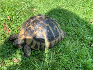 Hermann Tortoise reptiles - Advert 2