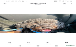 Cockapoo dogs for sale: Bailey 4 year old cockapoo - Image 1