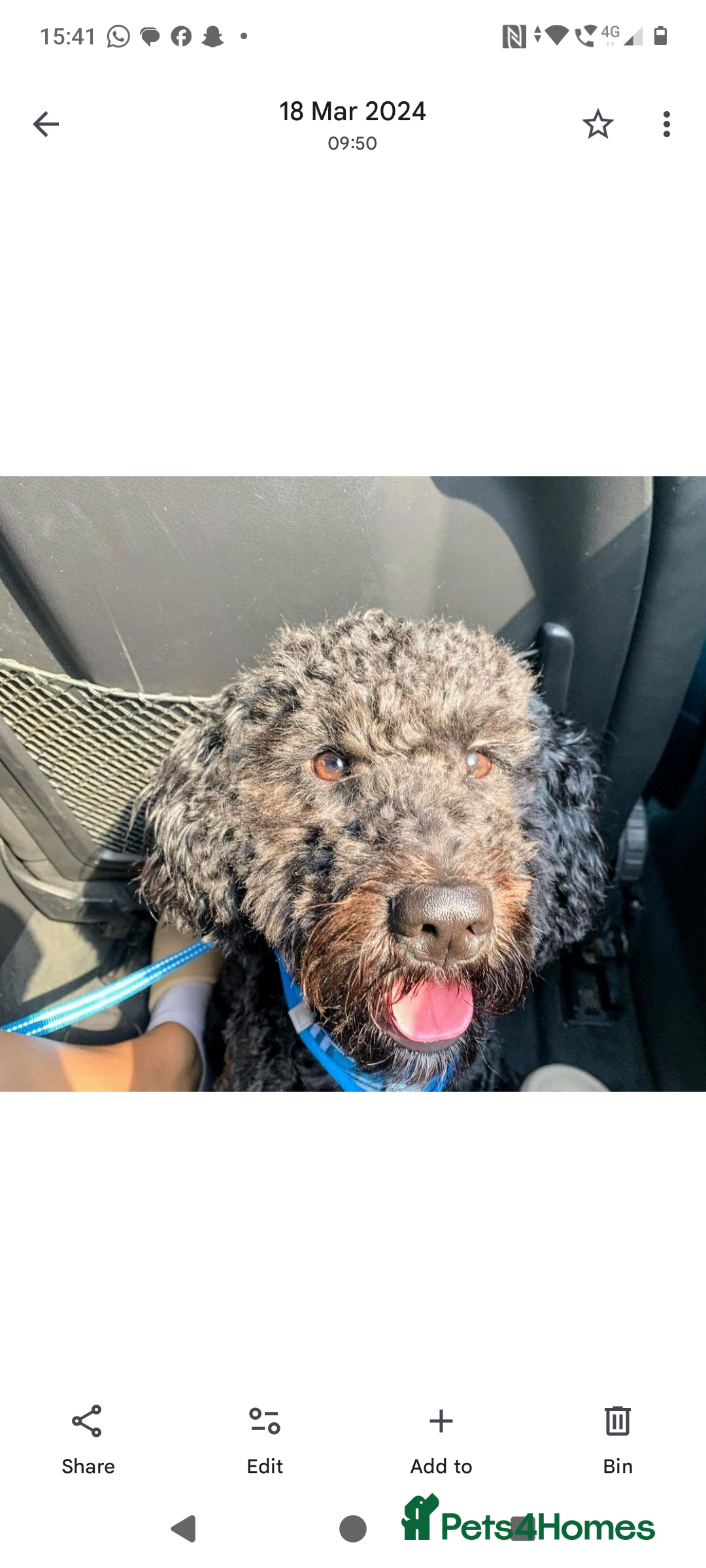Cockapoo dogs for sale: Bailey 4 year old cockapoo - Image 1