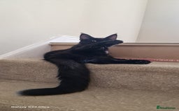Maine Coon cats for sale: Pure Maine coon👑 - Image 8