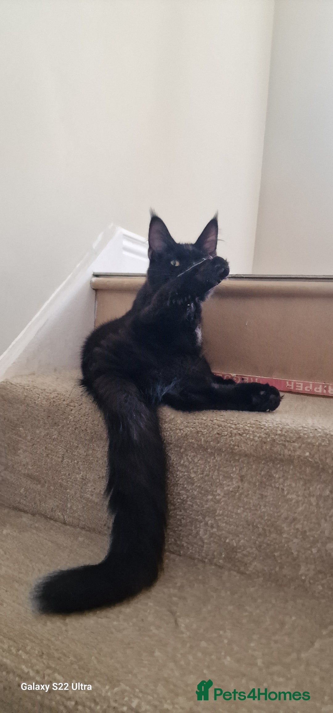 Maine Coon cats for sale: Pure Maine coon👑 - Image 8