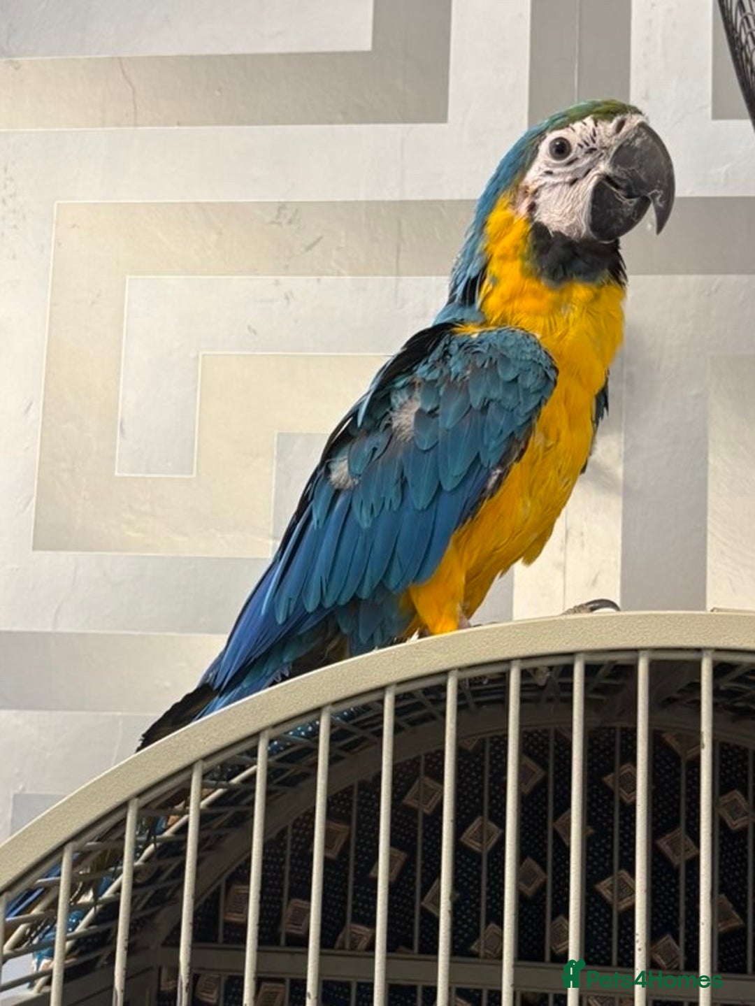 Parrots birds for sale: BABY 16 WEEKS OLD BLUE AND GOLD MACAW - Advert 3