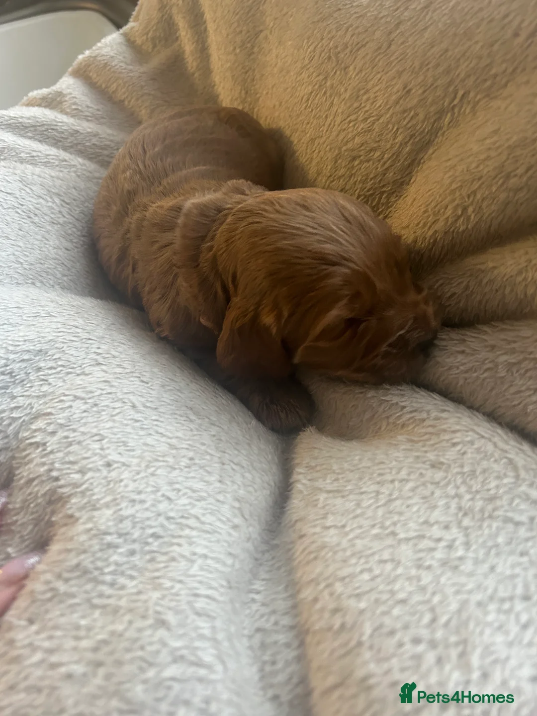 Cockapoo dogs for sale: Stunning cockapoo pups!  - Advert 5