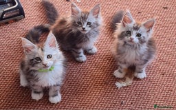 Maine Coon cats for sale: Stunning pedigree Mainecoon Kittens  - Image 1