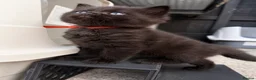 Ragcoon cats for sale: Beautiful Ragcoon kittens 🐾  - Advert 13