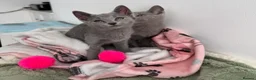 Russian Blue cats for sale: TICA active boy and girl Russian Blue kittens  - Advert 3