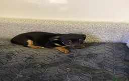 Jack Russell dogs for sale: Jack Russell puppies  - Image 10