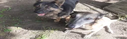 German Shepherd dogs for sale: Looking for the right home for max  in Smethwick - Advert 2