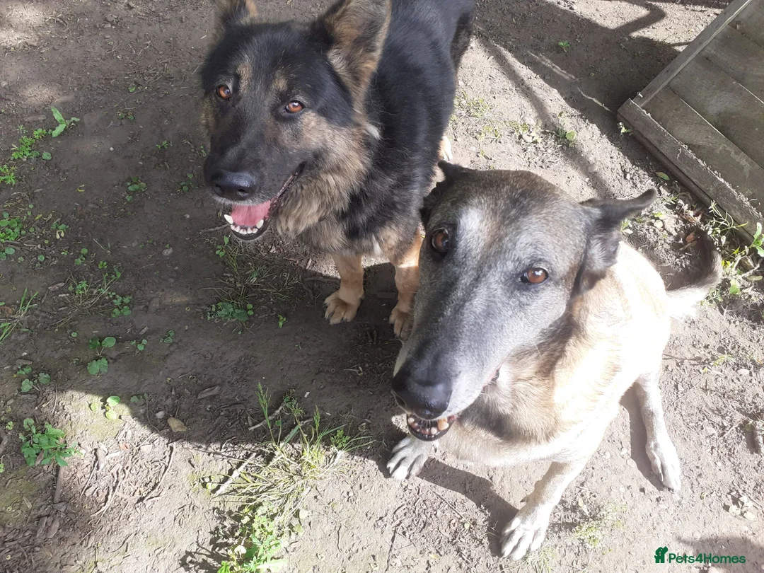 German Shepherd dogs for sale: Looking for the right home for max  in Smethwick - Advert 2