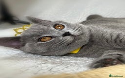 British Shorthair cats for sale: Adorable British Shorthair Kittens — READY TO GO! - Advert 7