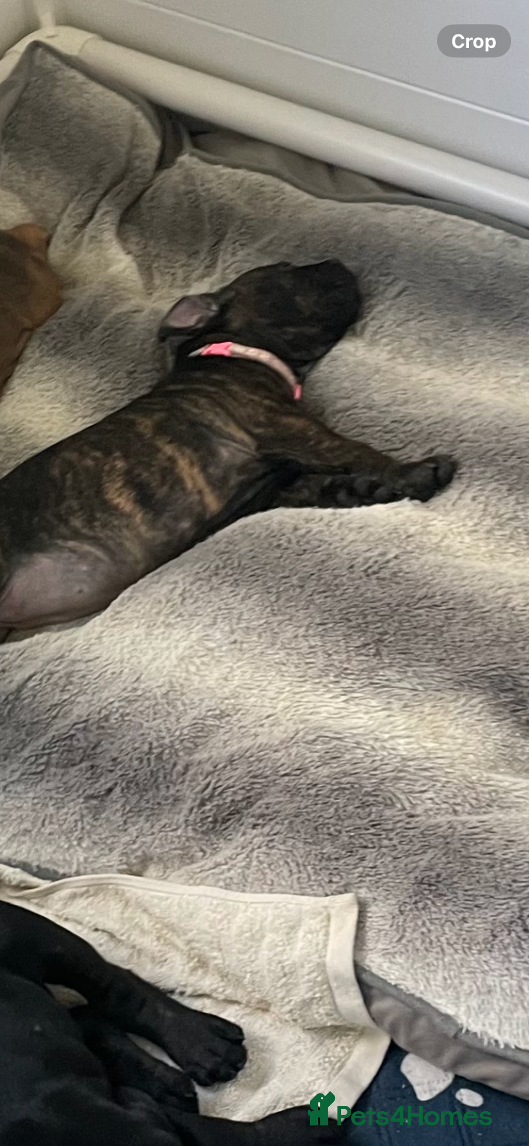 Mixed Breed dogs for sale: Old tyme bulldog in Shotts - Image 14