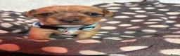 Mixed Breed dogs for sale: Jack Russel x Yorkshire terrier  in High Peak - Advert 27