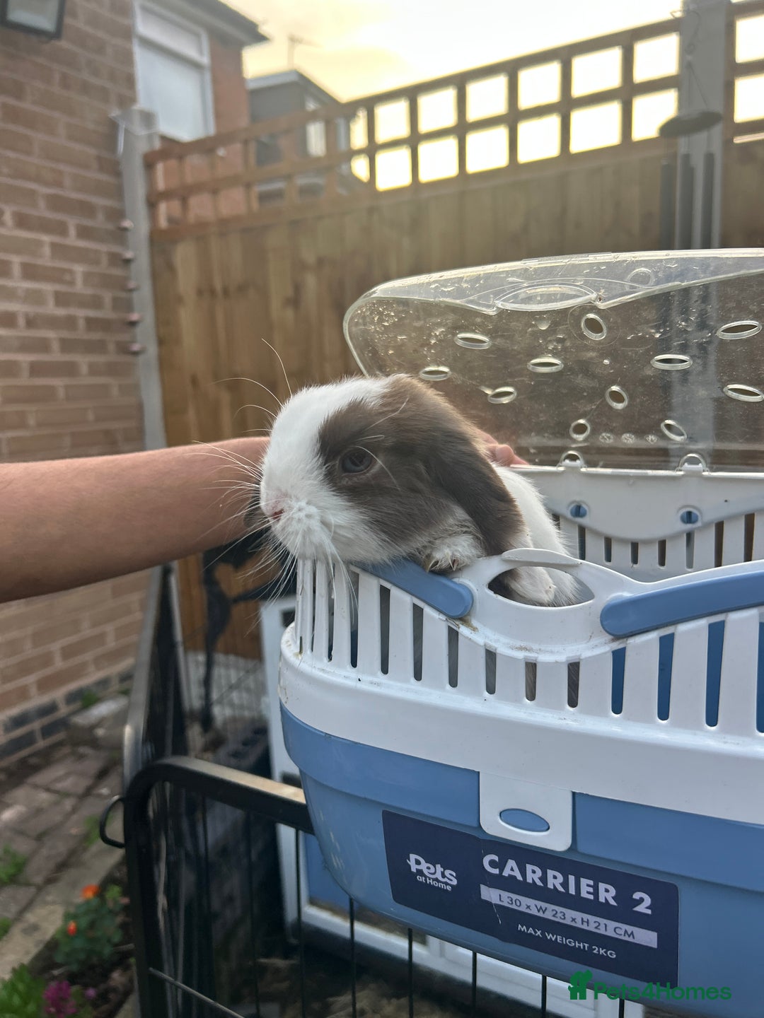 Mini Lop rabbits for sale: Bunny looked for forever home - Image 3