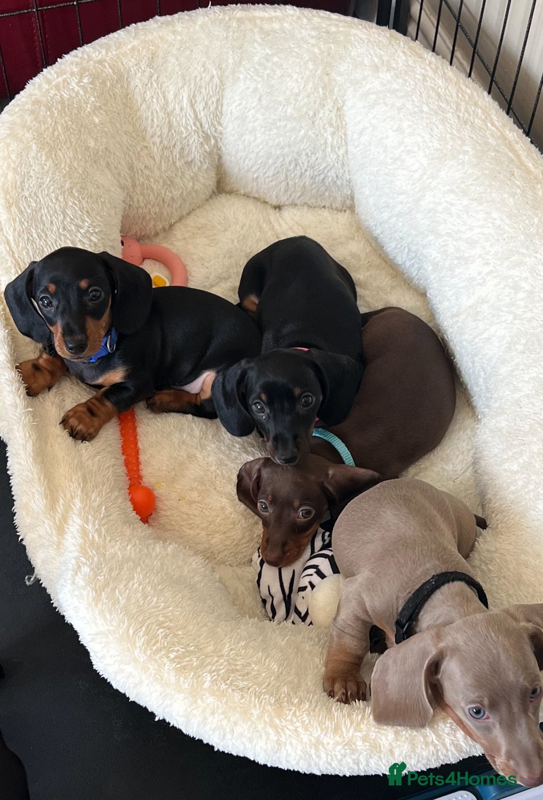 Miniature Dachshund dogs for sale: KC mini dachshund Black n Tan girl ready to home  - Image 27