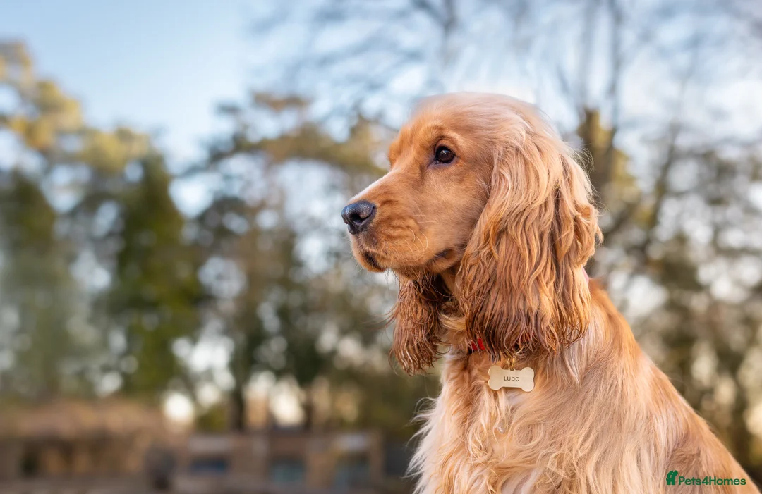 Cocker Spaniel dogs for stud: LUDO - GOLDEN Show Cocker Pedigree Stud TOP Tested in Bradford-on-Avon - Advert 11