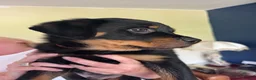 Rottweiler dogs for sale: Rottweiler puppies - Advert 16