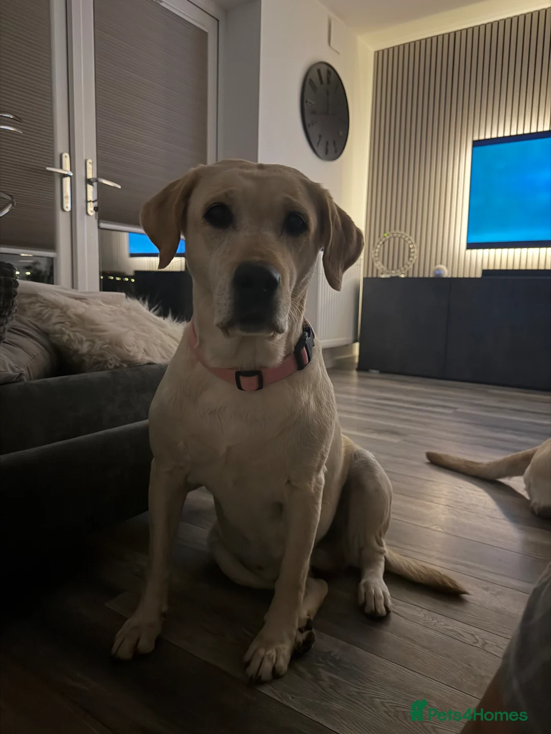 Labrador Retriever dogs for sale: 🐾 BELLA IS LOOKING FOR A NEW HOME🐾  - Advert 2