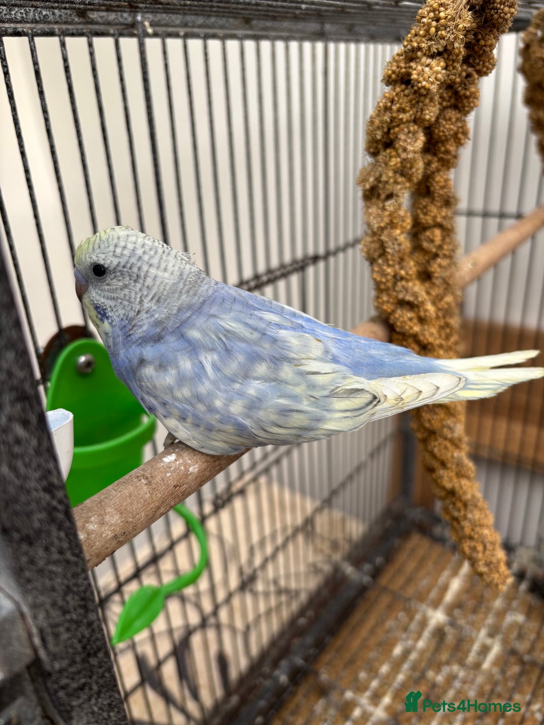 Budgerigars birds for sale: Hand reared hand tame baby budgies - Advert 8