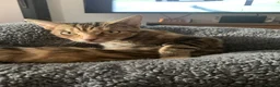 Mixed Breed cats for sale: 2 half Bengal girl  in Oxford - Advert 7
