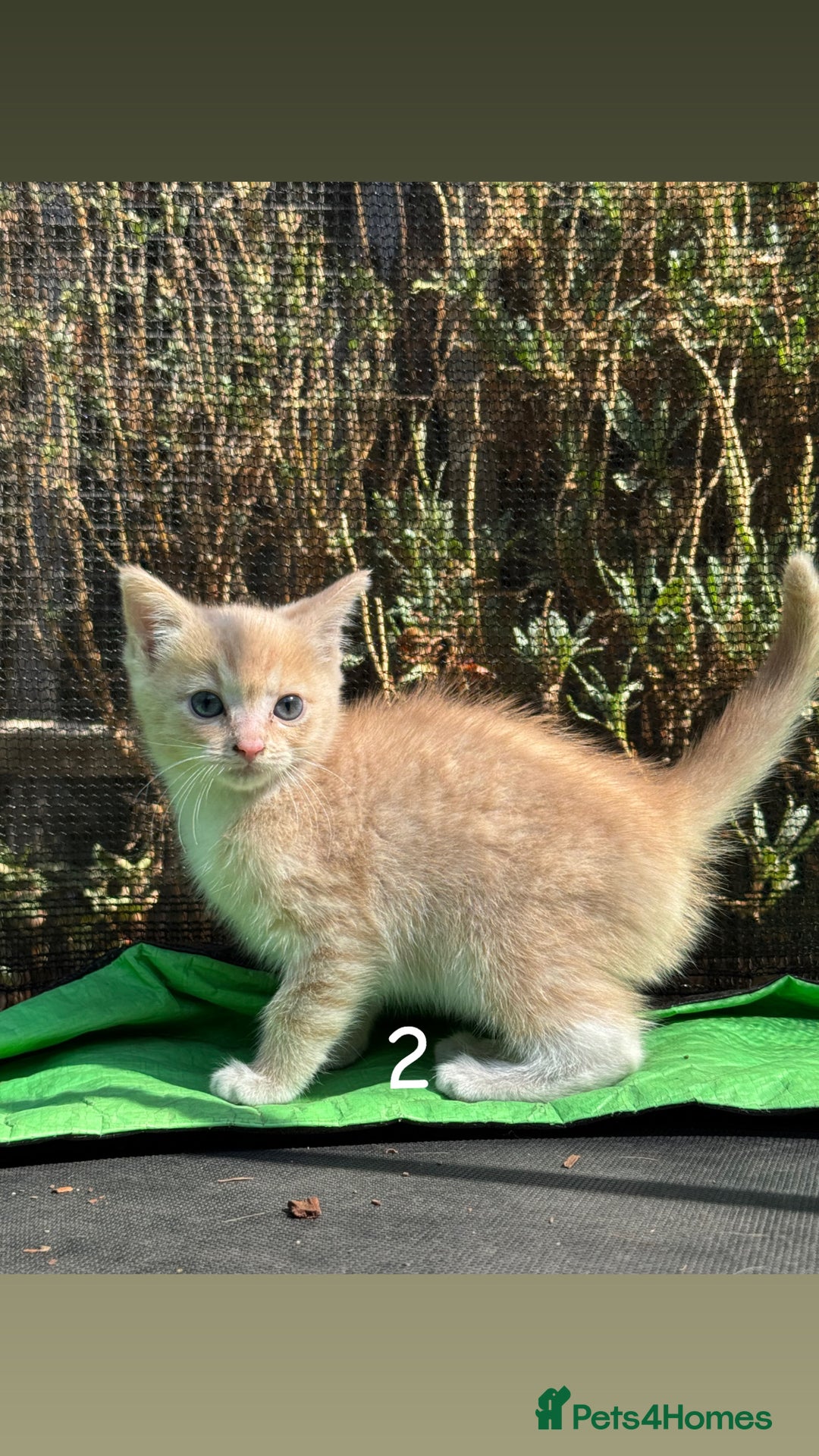 Mixed Breed cats for sale: 3 Female Ragdoll X Kittens  - Image 13