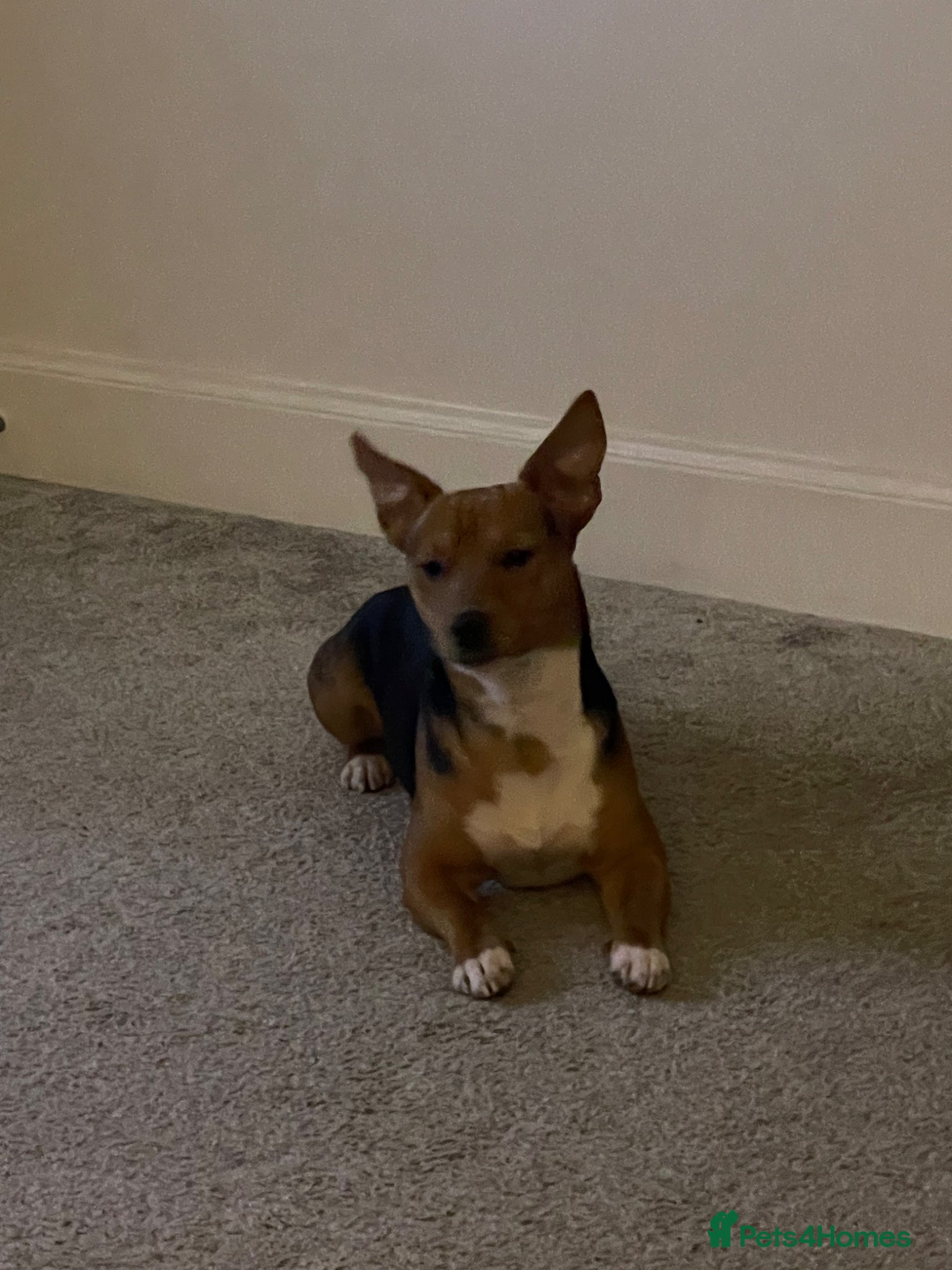 Jack Russell dogs for stud: Miniature Jack Russell for stud - Advert 3