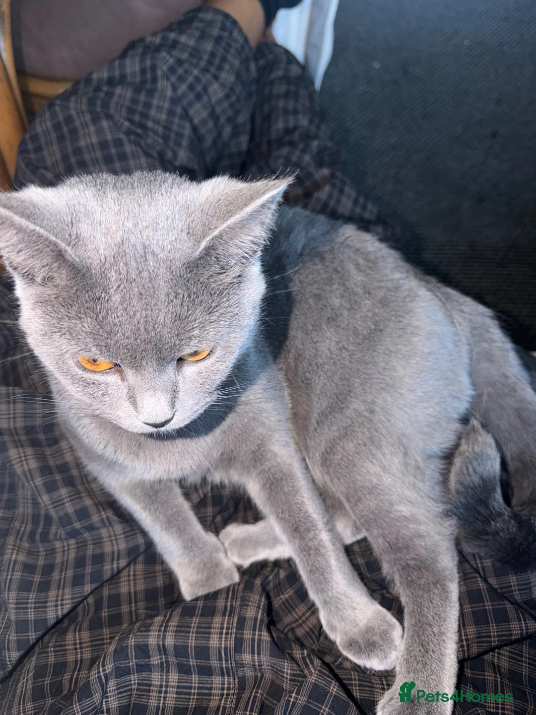 Mixed Breed cats for sale: Female grey mixed-breed cat  - Advert 2