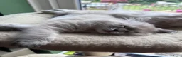 Ragdoll cats for sale: GCCF reg. Blue Tabby Colourpoint Ragdoll kitten  - Advert 7