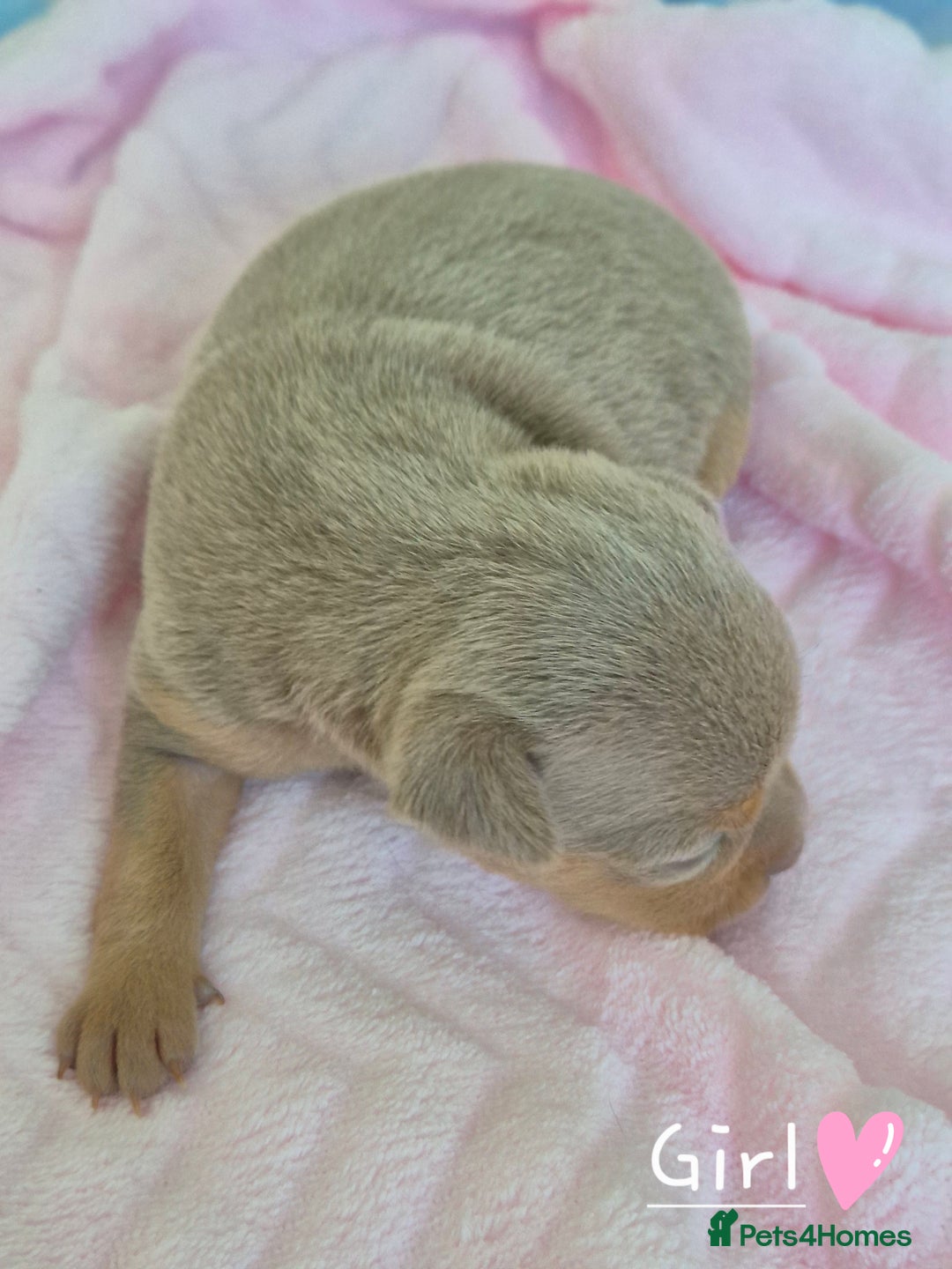 Russian Toy Terrier dogs for sale: Rare Colour Blue and Tan Russian Toy Terrier in Leeds - Image 4