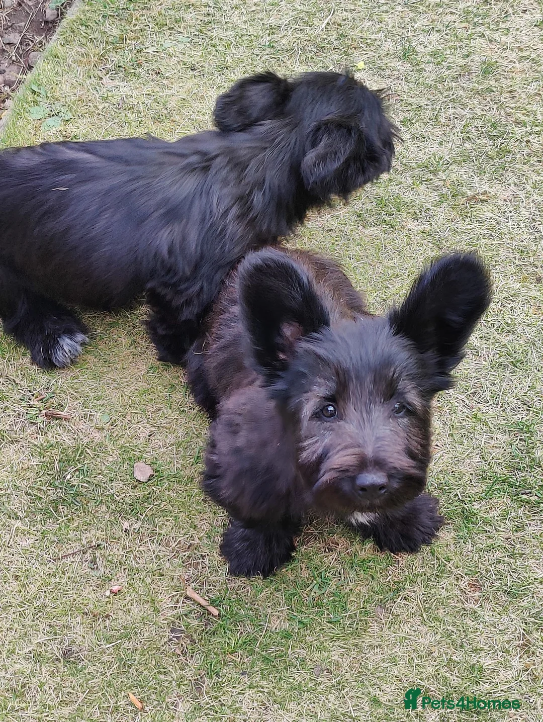Skye Terrier dogs for sale: Skye terrier girl - Advert 2