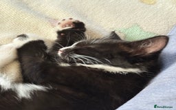 Mixed Breed cats for sale: Kittens  - Image 15