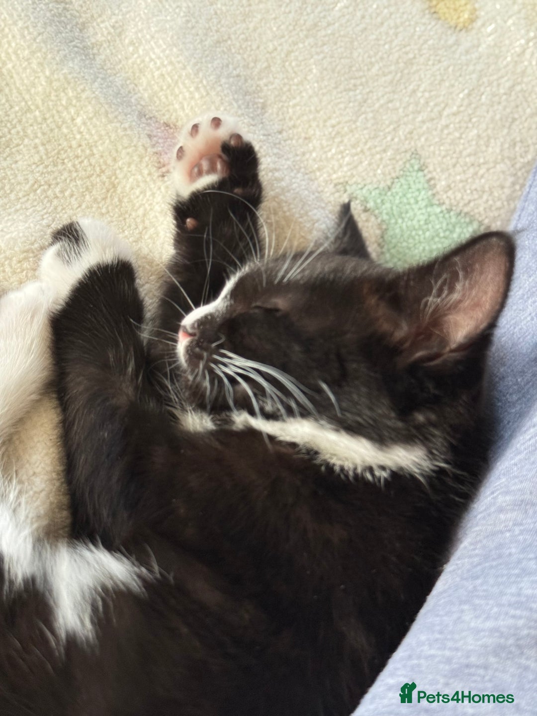 Mixed Breed cats for sale: Kittens  - Image 15