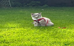 Ragdoll cats for sale: Milo & Smudge - Image 11