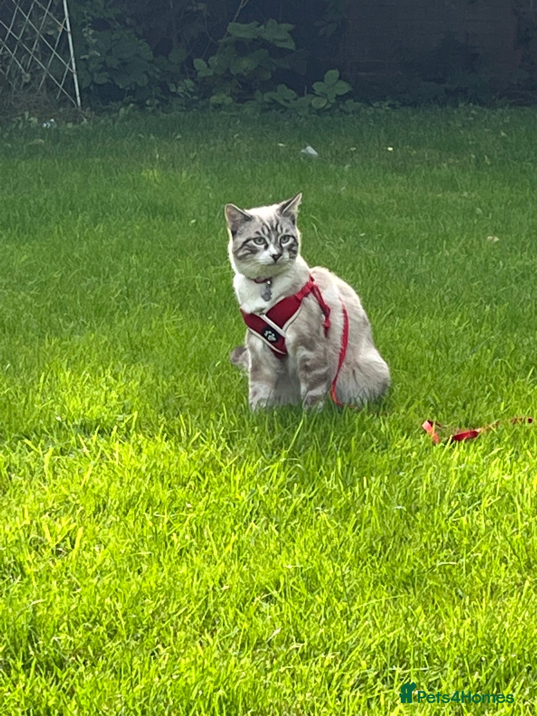 Ragdoll cats for sale: Milo & Smudge - Image 11