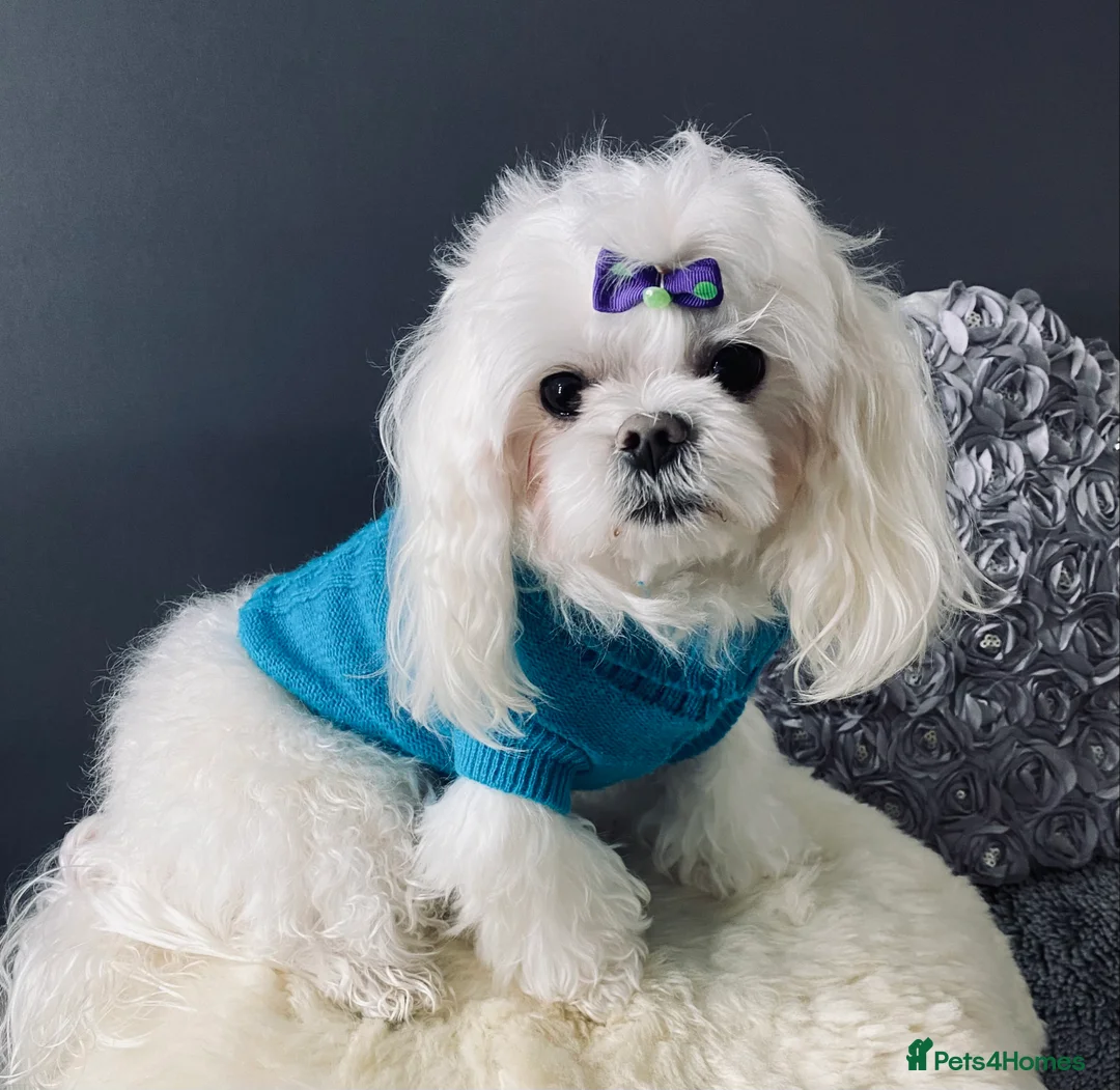 Maltese dogs for sale: ✨ Outstanding KC korean Maltese Puppies ✨ - Advert 22