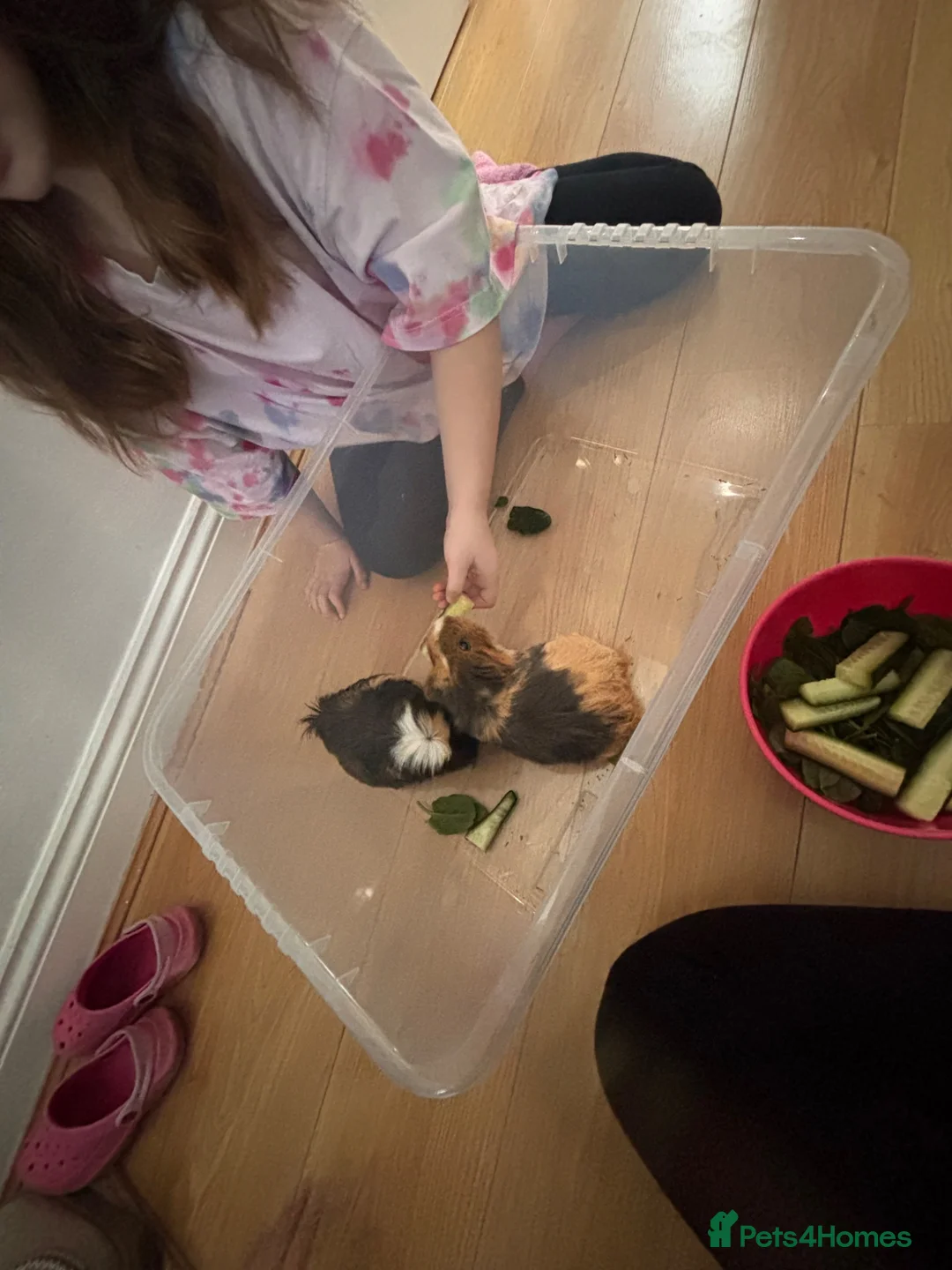 Guinea Pig rodents for sale: 2 Female Guinea Pigs looking for a good home  - Advert 8