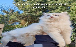 Ragdoll cats for sale: 🔥PRESTIGIOUS BEAST SIZE EU FEMALE🔥  - Advert 17