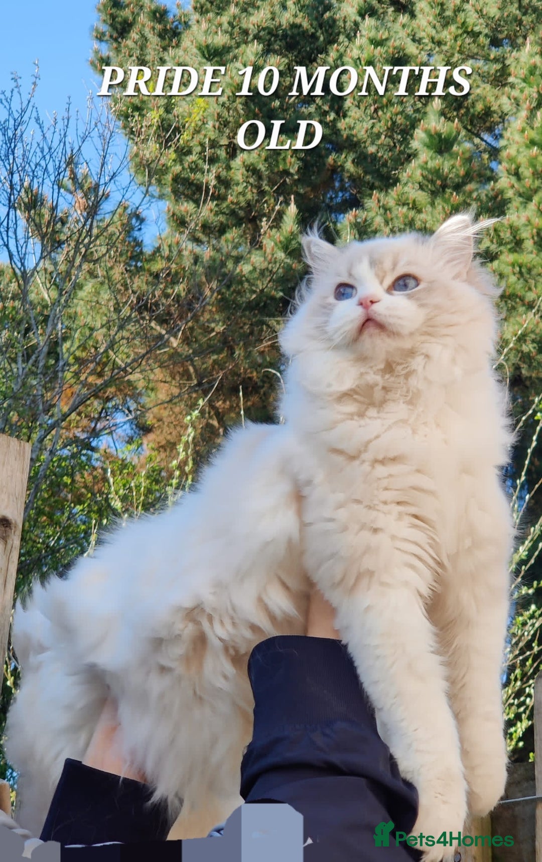 Ragdoll cats for sale: 🔥PRESTIGIOUS BEAST SIZE EU FEMALE🔥  - Advert 17