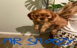 Cavalier King Charles Spaniel dogs for sale: Stunning Cavalier king Charles Spanniel Puppies - Advert 2