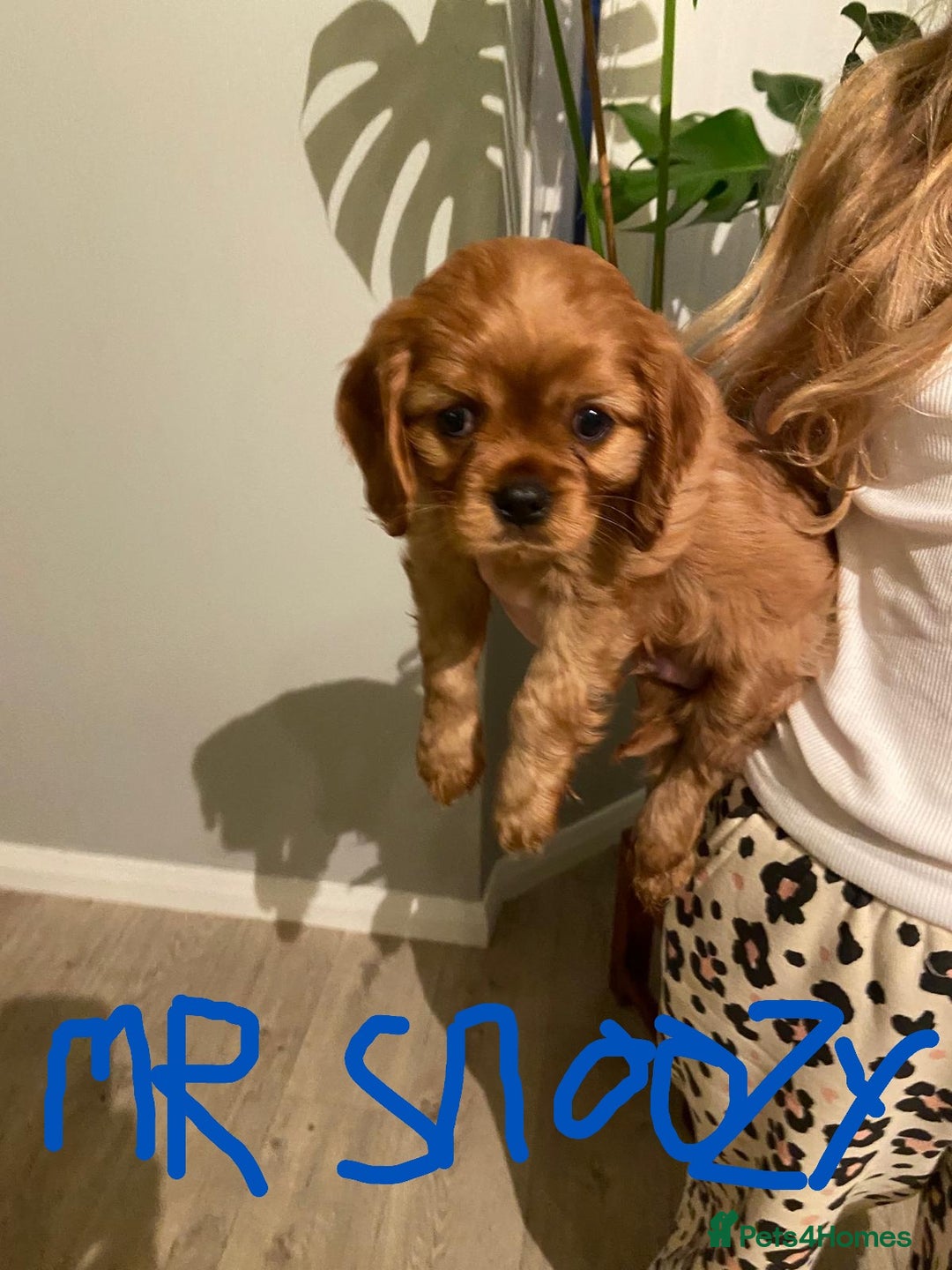 Cavalier King Charles Spaniel dogs for sale: Stunning Cavalier king Charles Spanniel Puppies - Advert 2