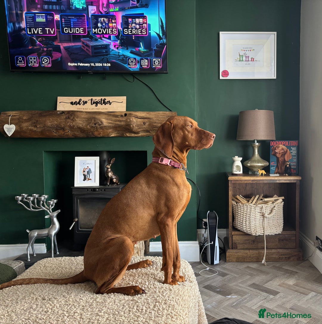 Hungarian Vizsla dogs for sale: Ready to leave KC Registered Vizsla Puppy  - Advert 20